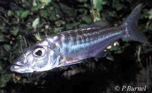 Bathybathes ferox