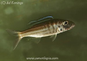 Bathybates graueri