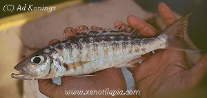 Bathybates horni Kipili