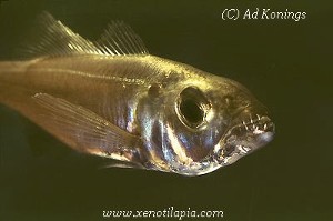 Bathybates minor
