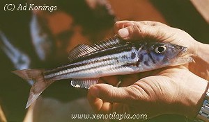 Bathybates vittatus Chituta