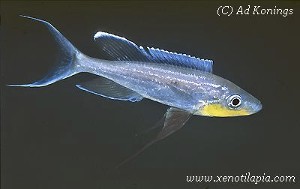 Benthochromis melanoides Msalaba ?