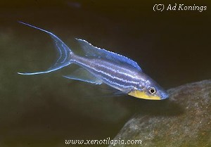 Benthochromis tricoti Kambwimba - han