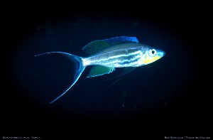 Benthochromis tricoti
