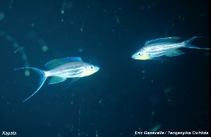 Benthochromis tricoti