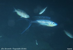Benthochromis tricoti