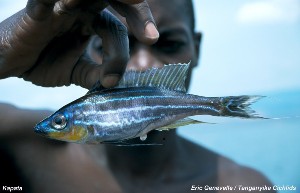 Benthochromis tricoti