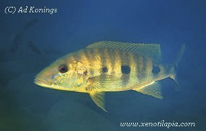 Boulengerochromis microlepis