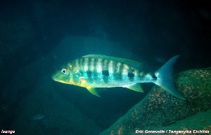 Boulengerochromis microlepis