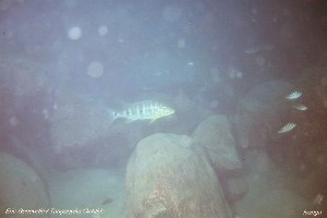 Boulengerochromis microlepis
