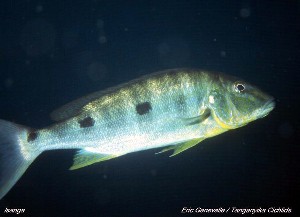 Boulengerochromis microlepis