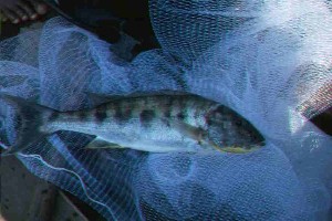 Boulengerochromis microlepis