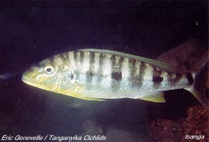 Boulengerochromis microlepis Isanga