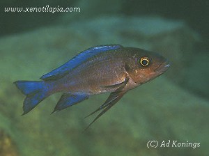 Cunningtonia longiventralis Isanga - han