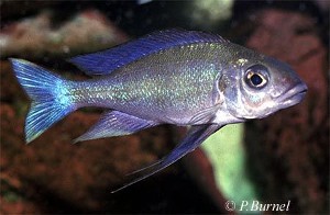 Cunningtonia longiventralis