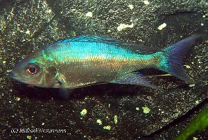 Cyathopharynx foai Sibwesa