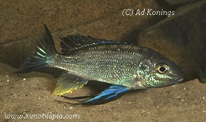 Cyathopharynx furcifer Ruziba