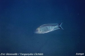 Cyathopharynx furcifer