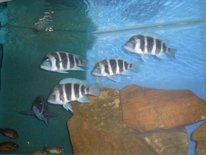 C. Frontosa Blue mpimbwe