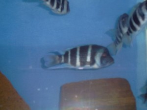 C. Frontosa blue mpimbwe