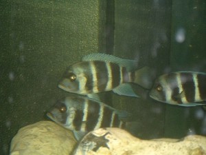 C. Frontosa blue mpimbwe