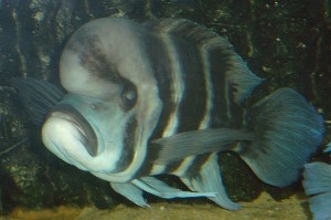 C. Frontosa Burundi