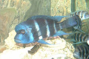 Blue zambia  han på 25 cm