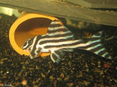 Hypancistrus zebra L046