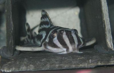 Hypancistrus zebra L046