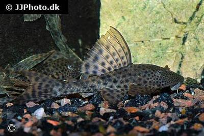 Hypostomus plecostomus