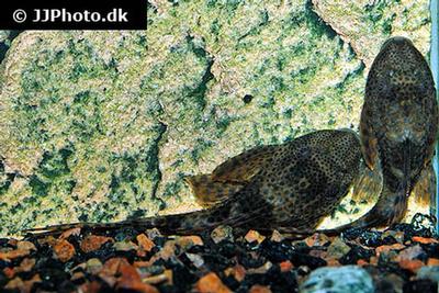 Hypostomus plecostomus
