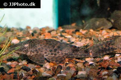 Hypostomus plecostomus