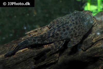 Hypostomus plecostomus