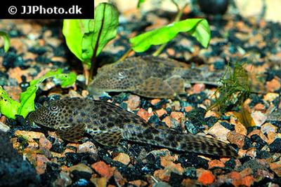 Hypostomus plecostomus