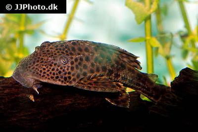 Hypostomus plecostomus