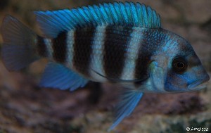 C. frontosa mpimbwe blue