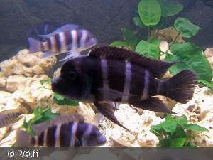 Cyphotilapia Frontosa Blue Zaire 'Kitumba'