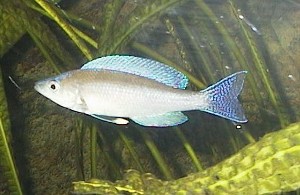 Cyprichromis leptosoma Mpulungu Blue tail