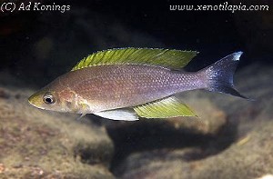 Cyprichromis sp. "leptosoma goldfin" - han