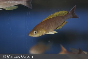 Cyprichromis Sp. Leptosoma Goldfin "Mbita"