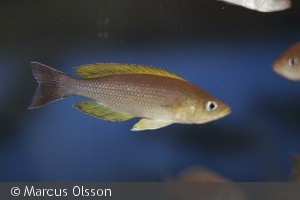 Cyprichromis Sp. Leptosoma Goldfin "Mbita"