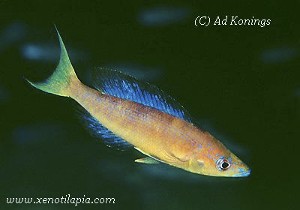 Cyprichromis microlepidotus Bulu Point