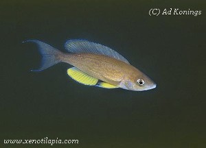 Cyprichromis pavo Fulwe