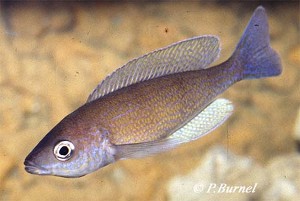 Cyprichromis pavo