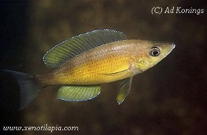 Cyprichromis zonatus Chituta