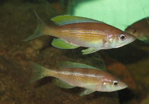 Cyprichromis sp. ZEBRA Chituta zonatus hun + han