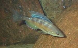 Cyprichromis sp. ZEBRA Chituta zonatus han