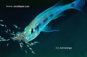 Haplotaxodon microlepis med unger