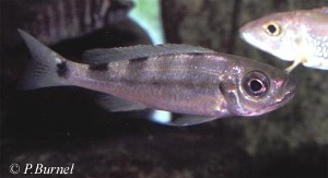 Haplotaxodon microlepis
