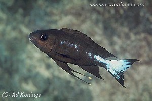 Ophtahlmotilapia boops Nkondwe